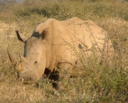 rinoceronte-4.jpg