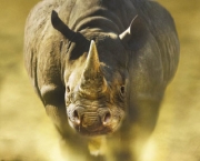 rinoceronte-de-frente.jpg