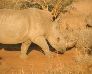 rinoceronte-de-perto.jpg