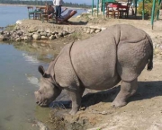 rinoceronte-do-nepal.jpg