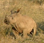 rinoceronte-filhote-2.jpg