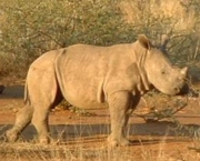 rinoceronte-filhote.jpg