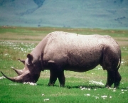 rinoceronte-grande.jpg