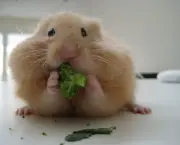 Hamster-eating-broccoli.jpg