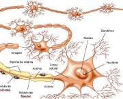sinapse-artificial-14