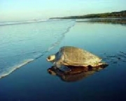 tartaruga-marinha-gigante-1