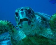 tartaruga-marinha-gigante-11