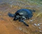 tartaruga-marinha-gigante-3