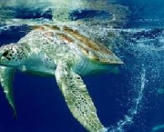tartaruga-marinha-gigante-4