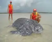 tartaruga-marinha-gigante-5