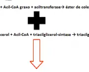triacilglicerois-caracteristicas-gerais-7