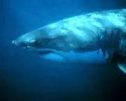 Tubarão Branco 5