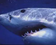 Tubarão Branco 10