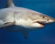 Tubarão Branco 11
