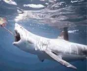 Tubarão Branco 13