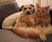 Vídeo de Gatos e Cachorros (1)