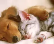 Vídeo de Gatos e Cachorros (3)