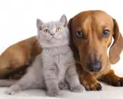 Vídeo de Gatos e Cachorros (4)