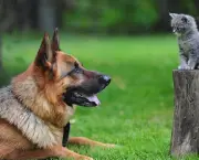Vídeo de Gatos e Cachorros (5)