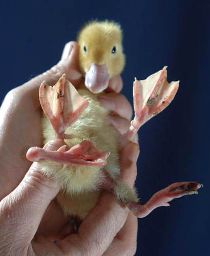 Pato de quatro pernas Pato de quatro pernas