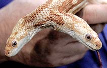 Cobra Albina de 2 Cabeças Cobra Albina de 2 Cabeças