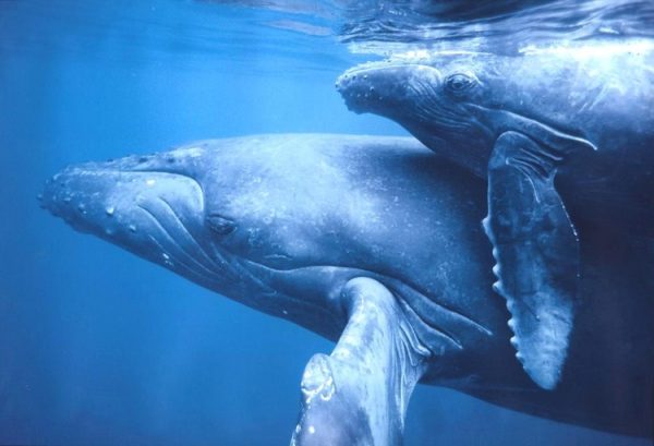 Como As Baleias Se Reproduzem?