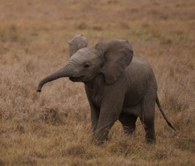 Filhote de Elefante Africano