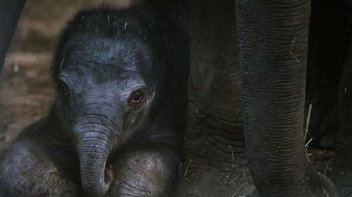 Filhote de Elefante Asiático