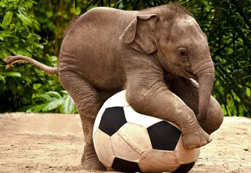 Filhote de Elefante jogando bola