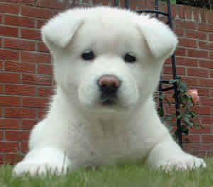 Cachorro Akita