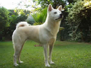 Cão Akita