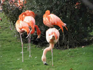 Flamingos