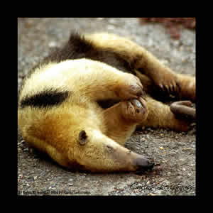 Animais da Amazonia Animais da Amazonia