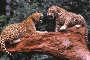 Animais Terrestres da Amazônia