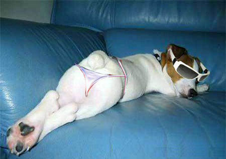 Cachorro de Férias Cachorro de Férias