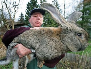 Coelho Gigante da Alemanha Coelho Gigante da Alemanha