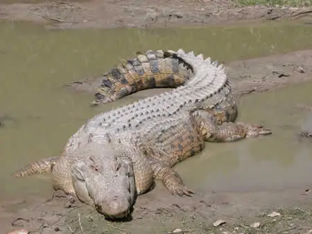 Crocodilo Australiano