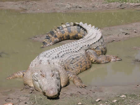Crocodilo Australiano Crocodilo Australiano