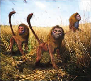 Evolução Animais Terrestres