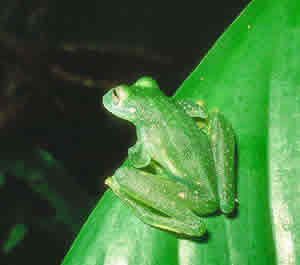 Fotos de Animais da Amazonia