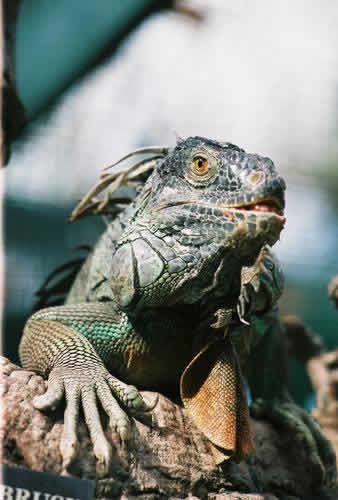 Iguana das Bahamas Iguana das Bahamas