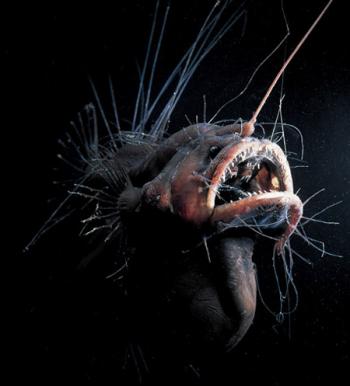 Peixe de Águas Profundas Peixe de Águas Profundas