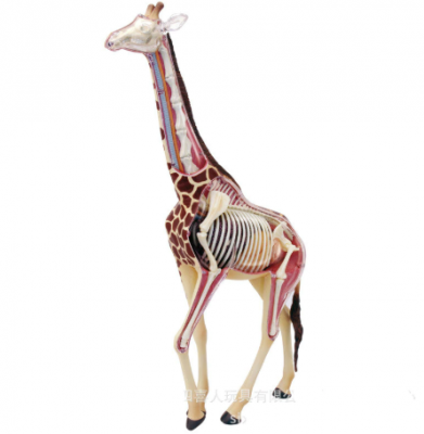 Anatomia das Girafas 