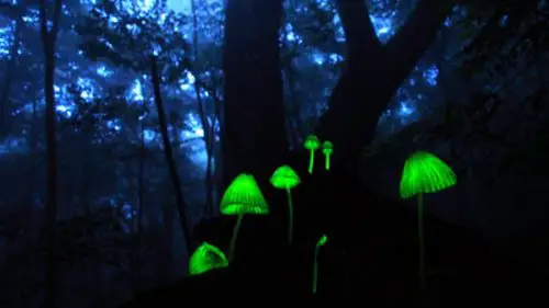 Cogumelos Luminosos 