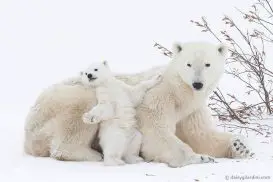 Filhote de Urso Polar