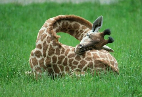 Girafa Dormindo na Grama