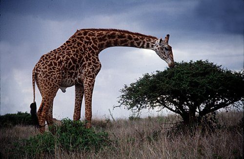 Girafa se Alimentando