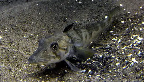 Icefish Ocellated (Chionodraco rastrospinosus)