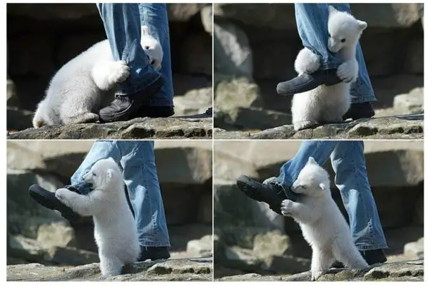 Ataque de Urso Polar Ataque de Urso Polar