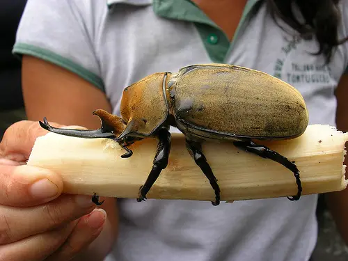 Foto de Besouro Gigante